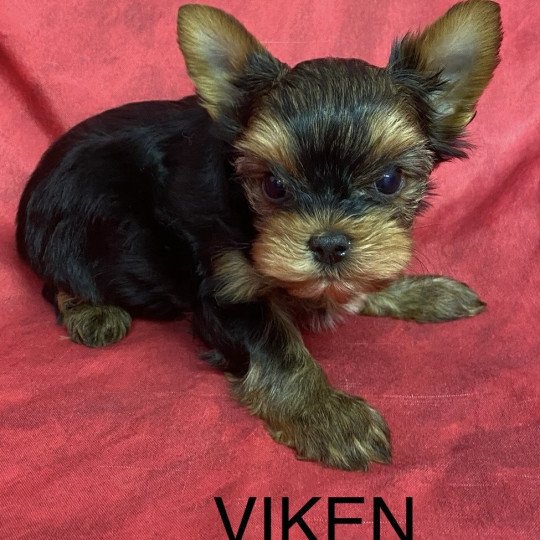 chiot Yorkshire terrier VIKEN yorkshire terrier Domaine de la Chantelaie