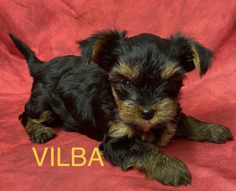VILBA york Femelle Yorkshire terrier