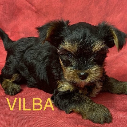chiot Yorkshire terrier VILBA york à réserver Domaine de la Chantelaie