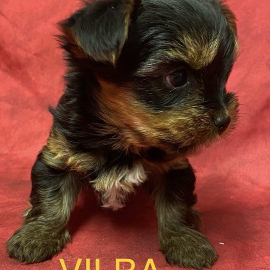 chiot Yorkshire terrier VILBA york à réserver Domaine de la Chantelaie