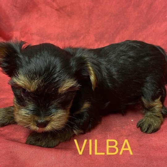 chiot Yorkshire terrier VILBA york à réserver Domaine de la Chantelaie