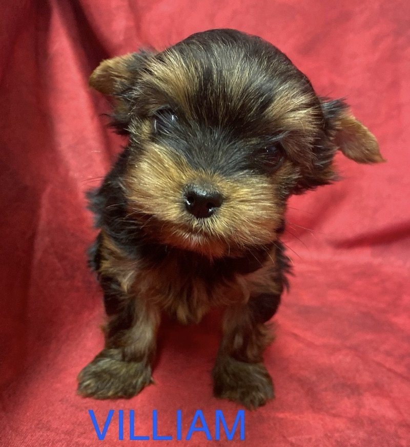 VILLIAM York RÉSERVÉ Mâle Yorkshire terrier