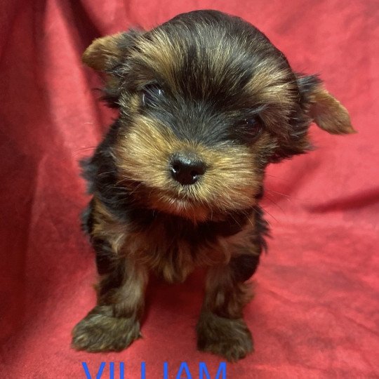 VILLIAM York RÉSERVÉ Mâle Yorkshire terrier