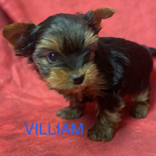 chiot Yorkshire terrier VILLIAM York RÉSERVÉ Domaine de la Chantelaie