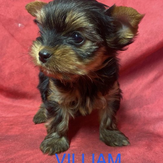 chiot Yorkshire terrier VILLIAM York RÉSERVÉ Domaine de la Chantelaie