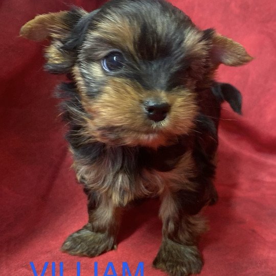 chiot Yorkshire terrier VILLIAM York RÉSERVÉ Domaine de la Chantelaie