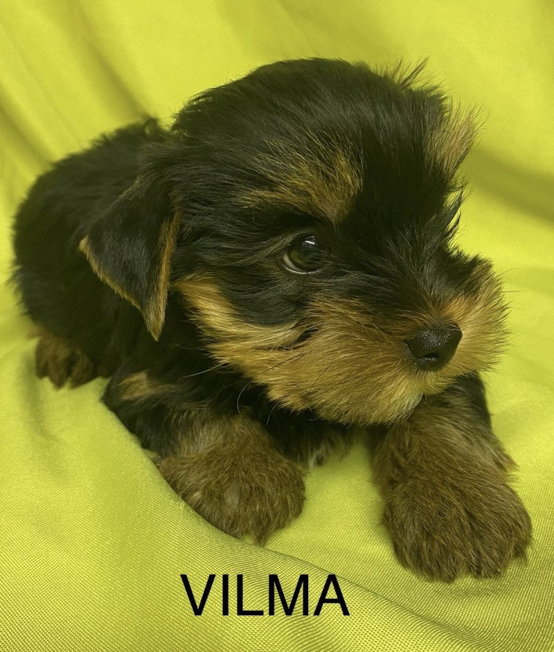 VILMA yorkshire terrier Femelle Yorkshire terrier