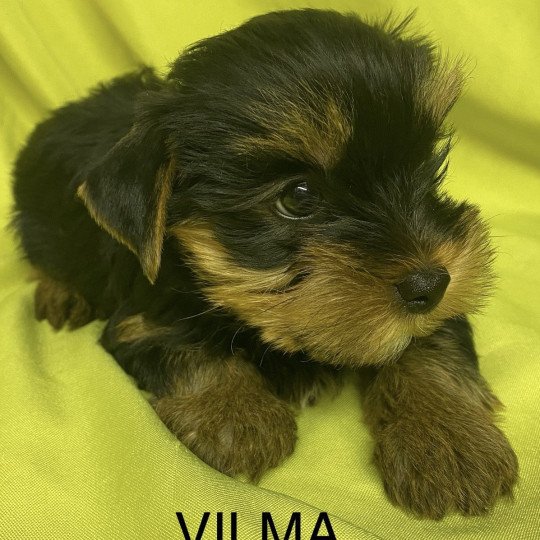 chiot Yorkshire terrier VILMA york Domaine de la Chantelaie