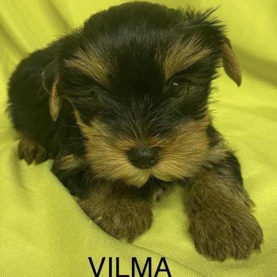 chiot Yorkshire terrier VILMA york Domaine de la Chantelaie