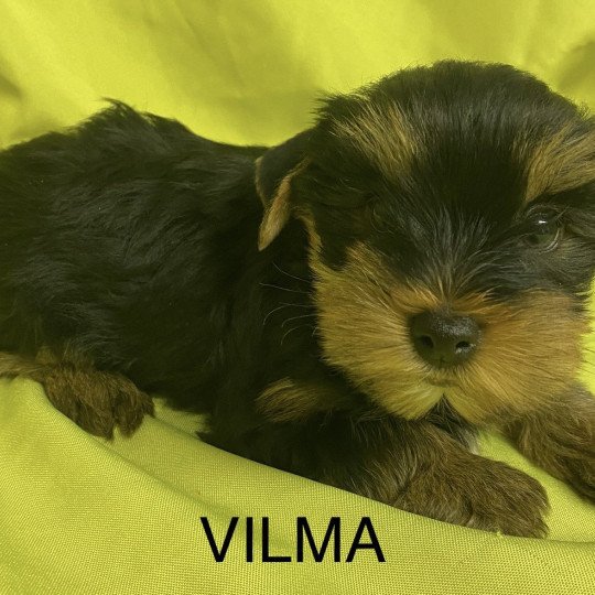 chiot Yorkshire terrier VILMA york Domaine de la Chantelaie