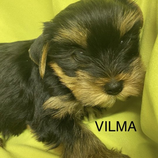 chiot Yorkshire terrier VILMA york Domaine de la Chantelaie