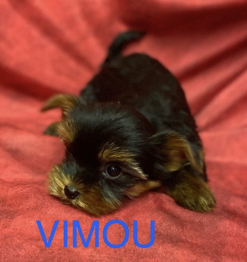 VIMOU york Mâle Yorkshire terrier