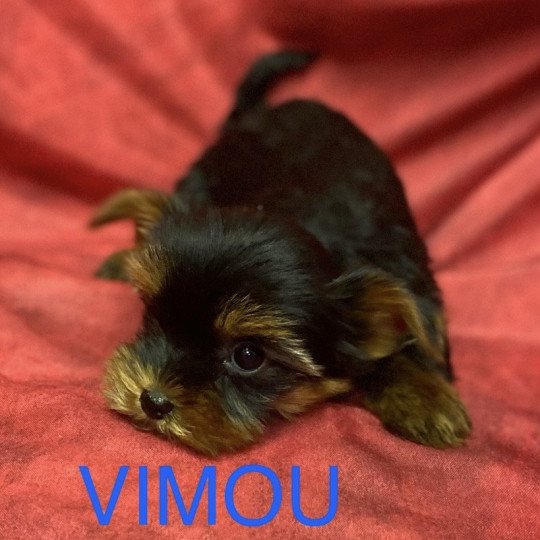 VIMOU york Mâle Yorkshire terrier