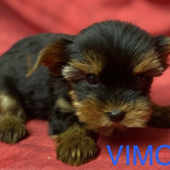 chiot Yorkshire terrier VIMOU york Domaine de la Chantelaie