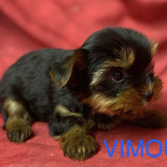 chiot Yorkshire terrier VIMOU york Domaine de la Chantelaie