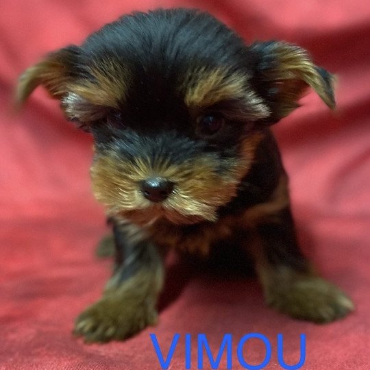 chiot Yorkshire terrier VIMOU york Domaine de la Chantelaie