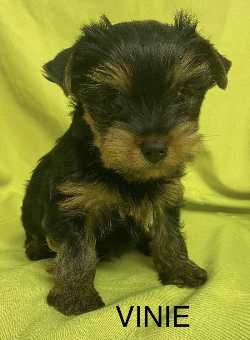 VINIE york Femelle Yorkshire terrier