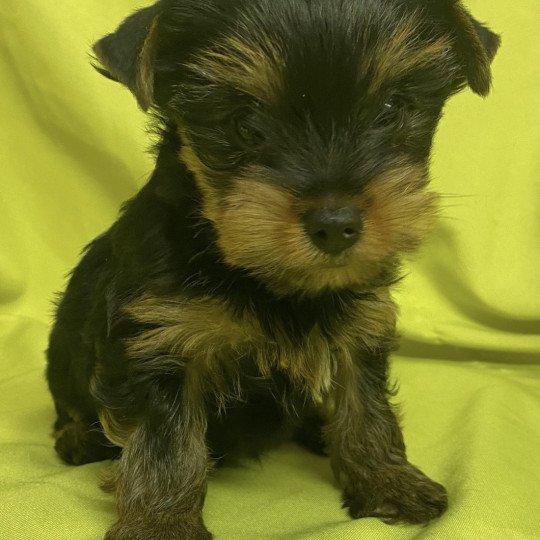 VINIE york Femelle Yorkshire terrier