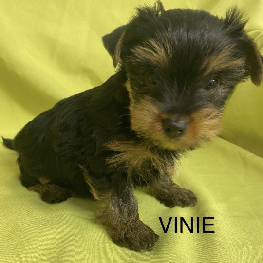 chiot Yorkshire terrier VINIE york à réserver Domaine de la Chantelaie