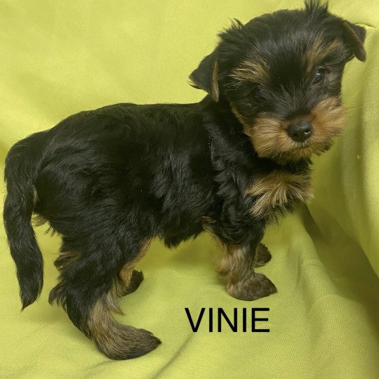 chiot Yorkshire terrier VINIE york à réserver Domaine de la Chantelaie