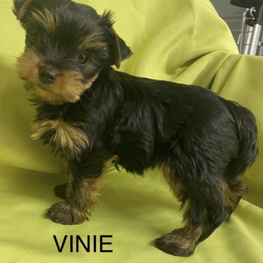 chiot Yorkshire terrier VINIE york à réserver Domaine de la Chantelaie
