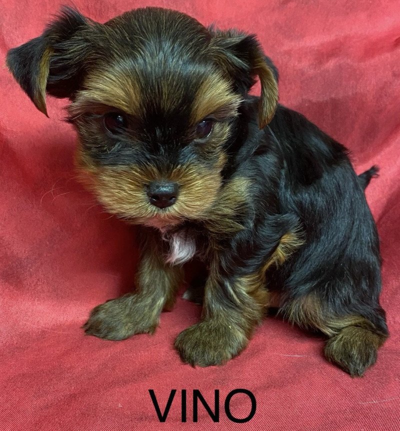 VINO yorkshire terrier Mâle Yorkshire terrier