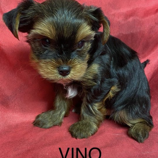 VINO yorkshire terrier Mâle Yorkshire terrier