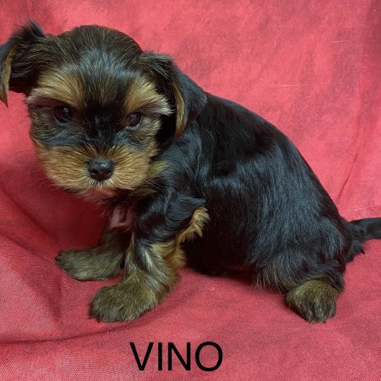 chiot Yorkshire terrier VINO yorkshire terrier Domaine de la Chantelaie