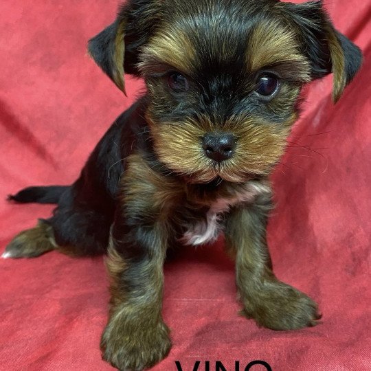 chiot Yorkshire terrier VINO yorkshire terrier Domaine de la Chantelaie