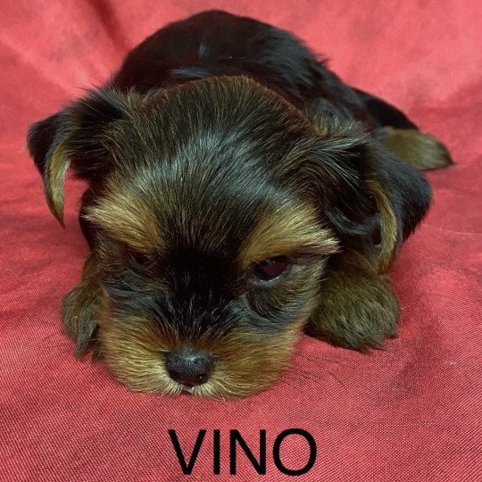 chiot Yorkshire terrier VINO yorkshire terrier Domaine de la Chantelaie