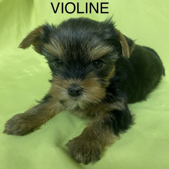 VIOLINE york Femelle Yorkshire terrier