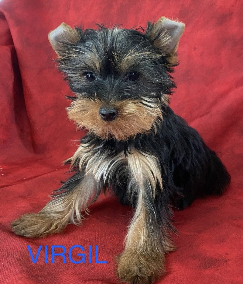 VIRGIL York Mâle Yorkshire terrier