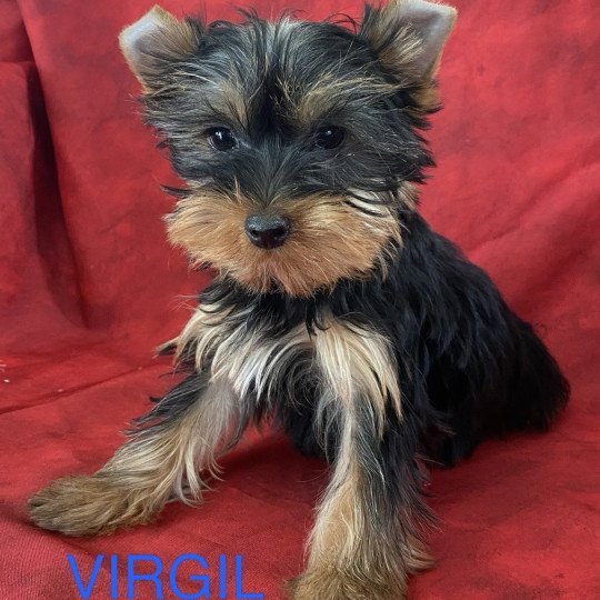 VIRGIL York Mâle Yorkshire terrier