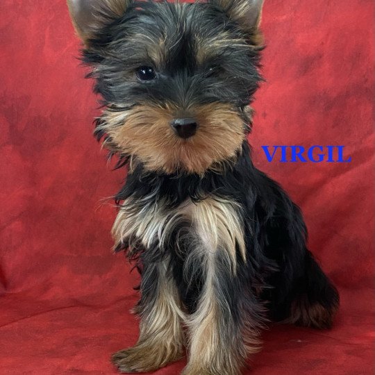 chiot Yorkshire terrier VIRGIL York Domaine de la Chantelaie