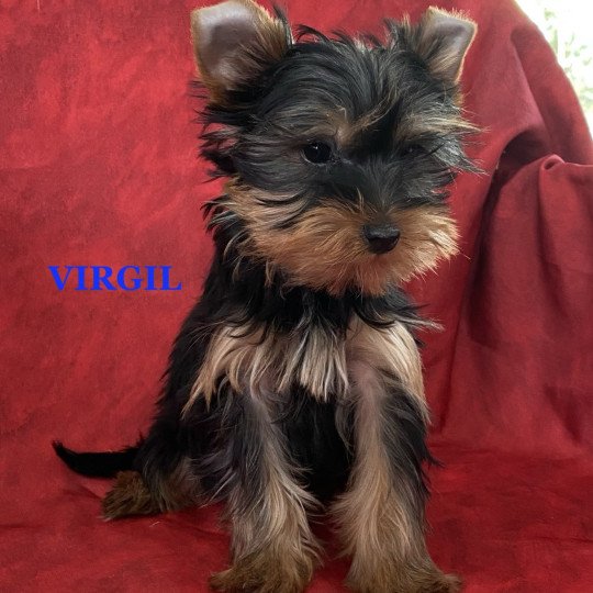 chiot Yorkshire terrier VIRGIL York Domaine de la Chantelaie