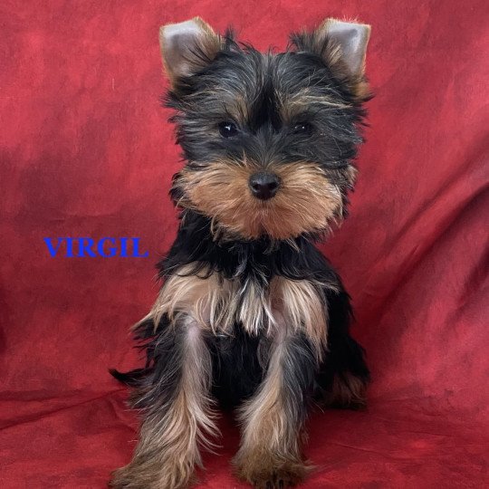 chiot Yorkshire terrier VIRGIL York Domaine de la Chantelaie