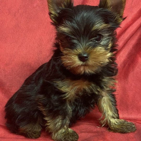 VIRGYL yorkshire terrier Mâle Yorkshire terrier
