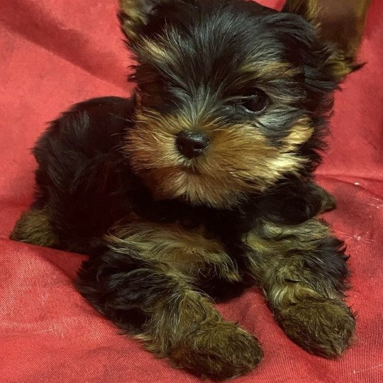 chiot Yorkshire terrier VIRGYL yorkshire terrier Domaine de la Chantelaie
