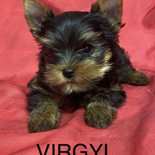 chiot Yorkshire terrier VIRGYL yorkshire terrier Domaine de la Chantelaie