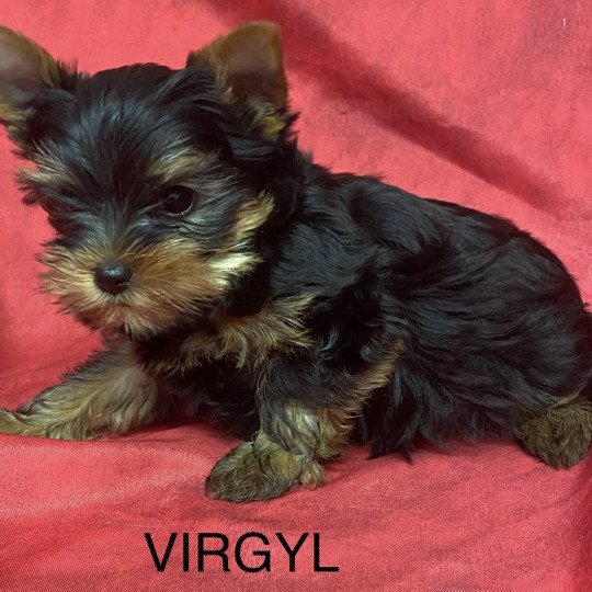 chiot Yorkshire terrier VIRGYL yorkshire terrier Domaine de la Chantelaie