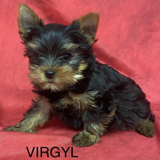 chiot Yorkshire terrier VIRGYL yorkshire terrier Domaine de la Chantelaie