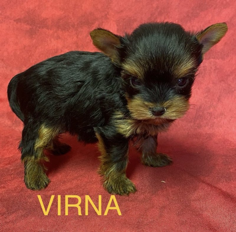 VIRNA york mini RÉSERVÉE Femelle Yorkshire terrier