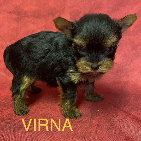chiot Yorkshire terrier VIRNA york mini à réserver Domaine de la Chantelaie