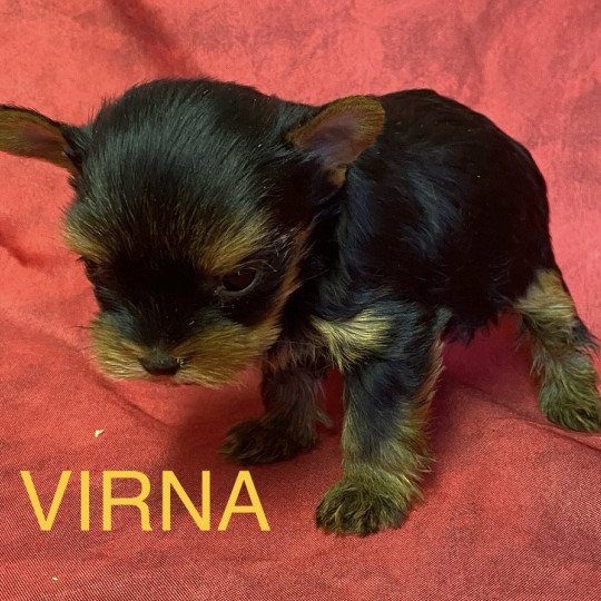 chiot Yorkshire terrier VIRNA york mini à réserver Domaine de la Chantelaie