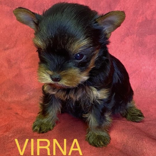 chiot Yorkshire terrier VIRNA york mini à réserver Domaine de la Chantelaie