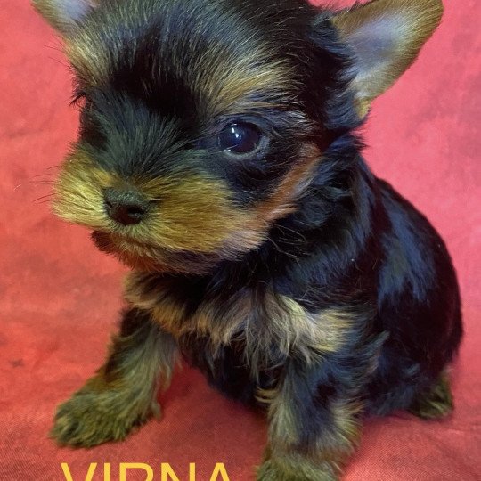 chiot Yorkshire terrier VIRNA york mini à réserver Domaine de la Chantelaie