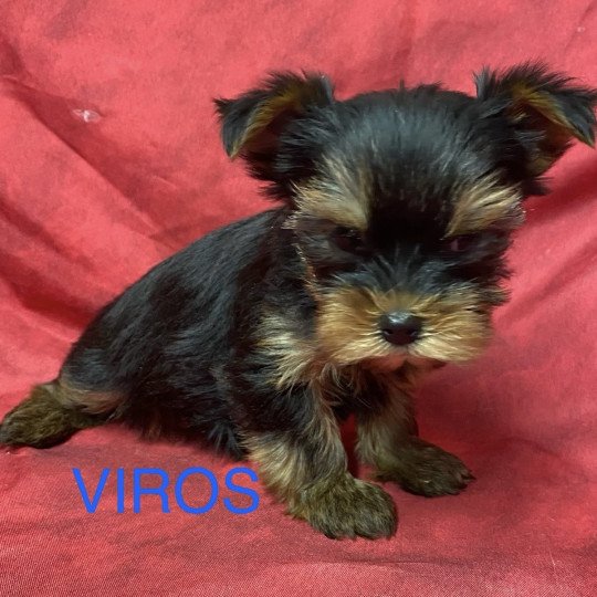 chiot Yorkshire terrier VIROS york à réserver Domaine de la Chantelaie