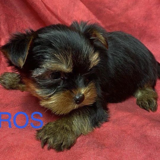 chiot Yorkshire terrier VIROS york à réserver Domaine de la Chantelaie