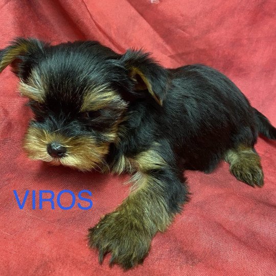 chiot Yorkshire terrier VIROS york à réserver Domaine de la Chantelaie