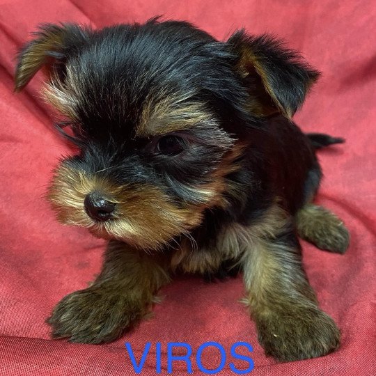 chiot Yorkshire terrier VIROS york à réserver Domaine de la Chantelaie